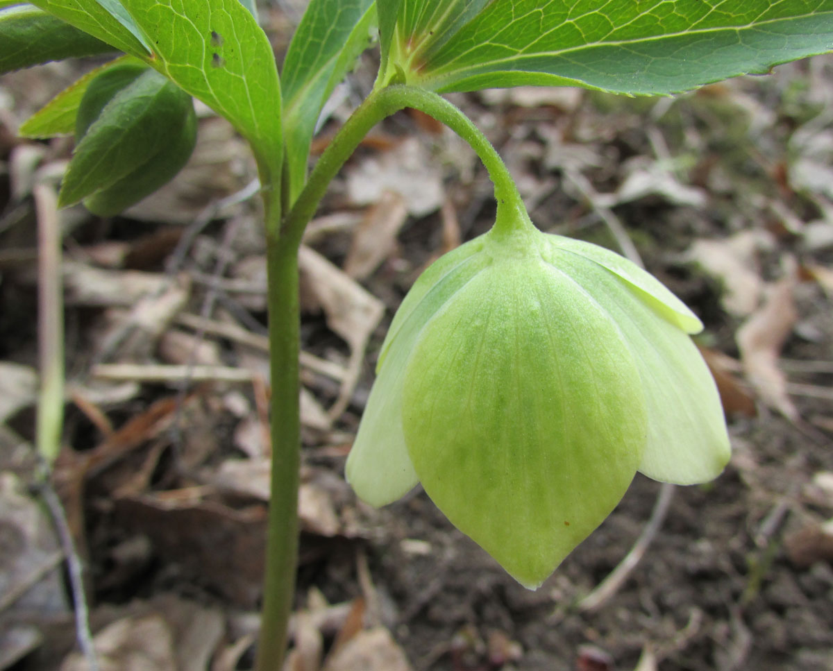 Изображение особи Helleborus dumetorum.