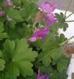 Geranium × cantabrigiense. Соцветия и листья. Тверская обл., г. Тверь, Заволжский р-н, клумба возле многоэтажки. 16 июня 2019 г.