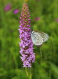 Image of taxon representative. Author is Антон Попович