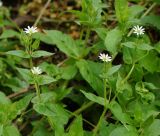 Myosoton aquaticum