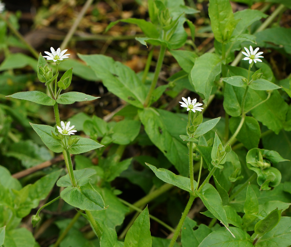 Изображение особи Myosoton aquaticum.