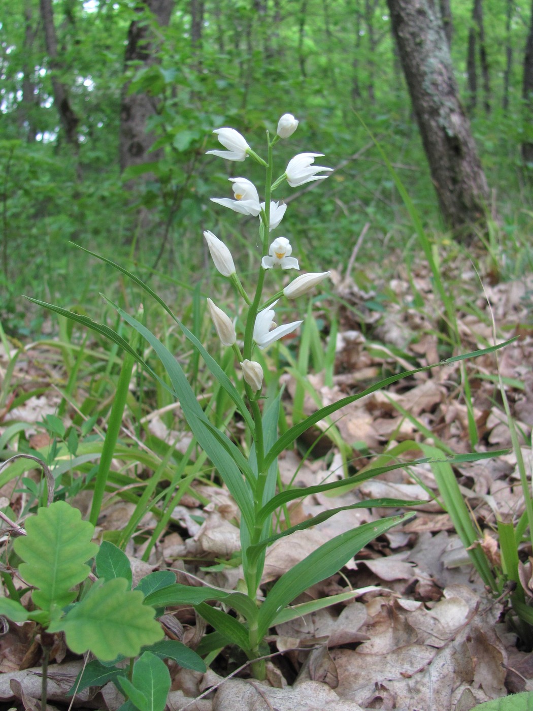 Изображение особи Cephalanthera longifolia.