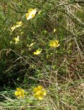 Ranunculus acris