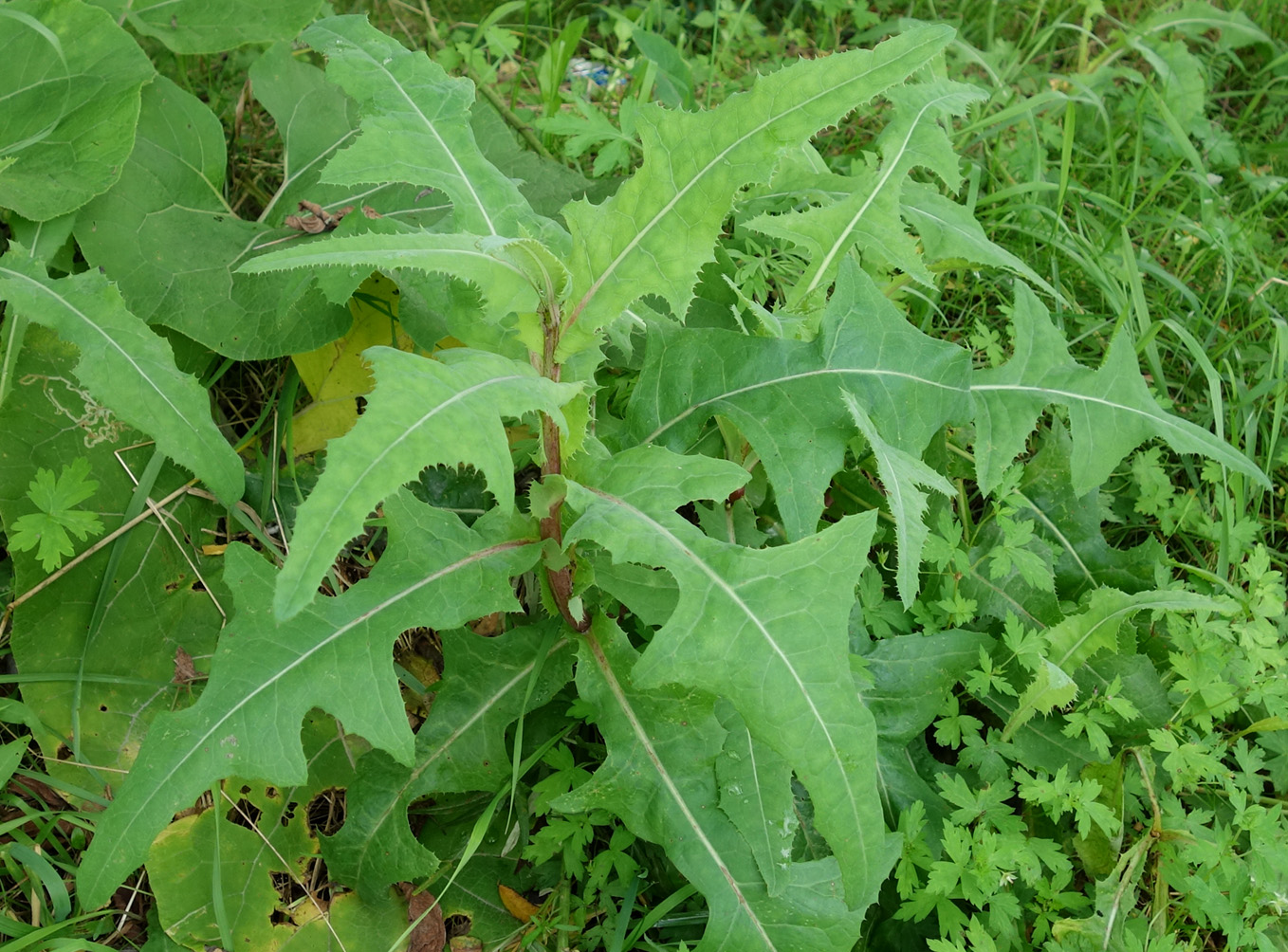 Image of genus Sonchus specimen.