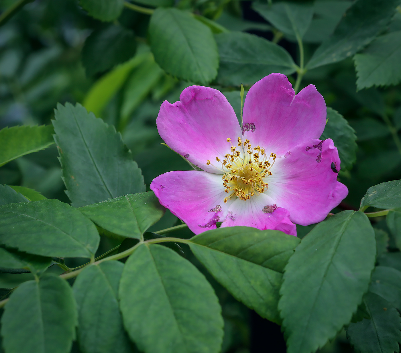 Image of Rosa rubiginosa specimen.