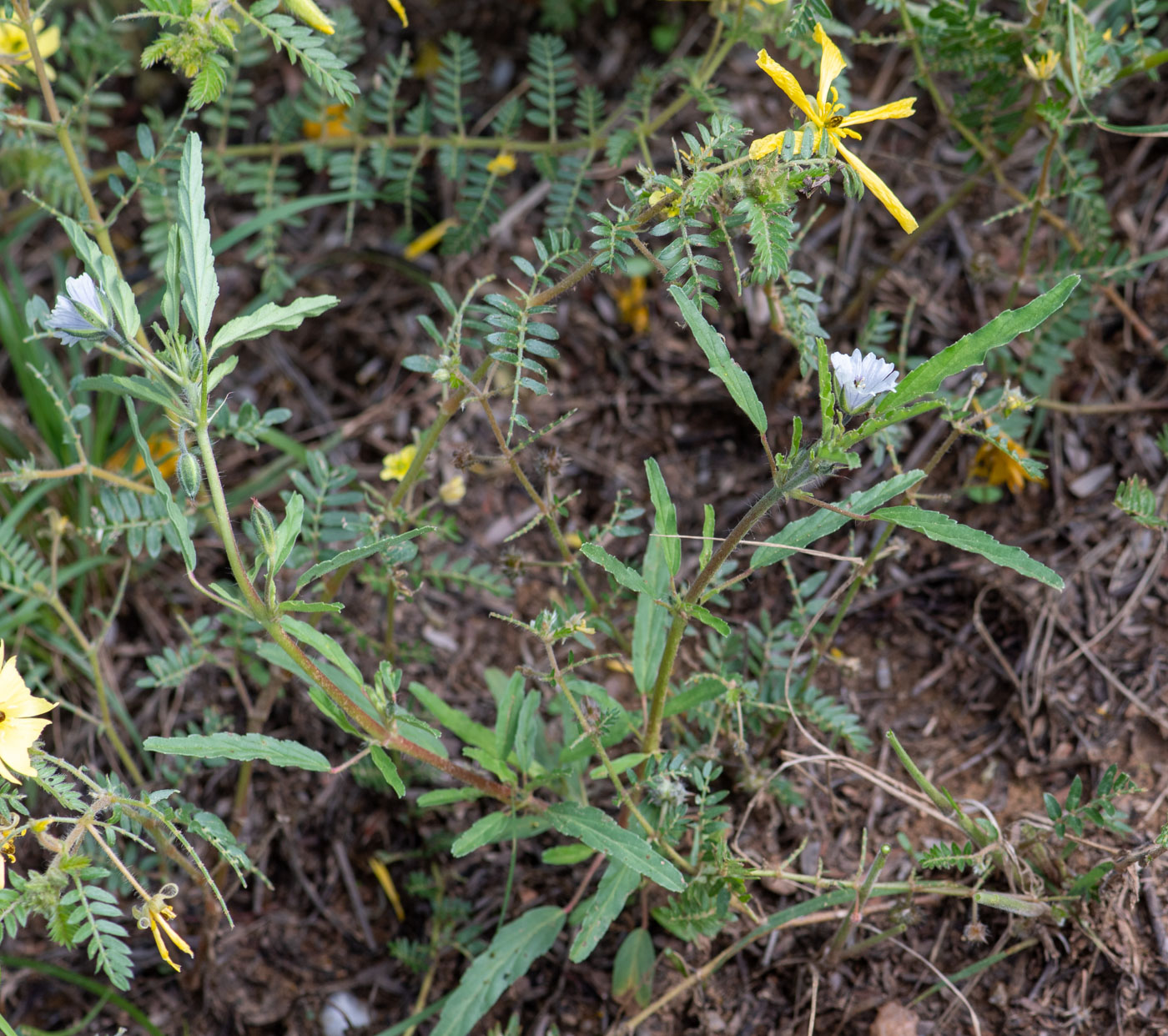 Image of Monsonia angustifolia specimen.