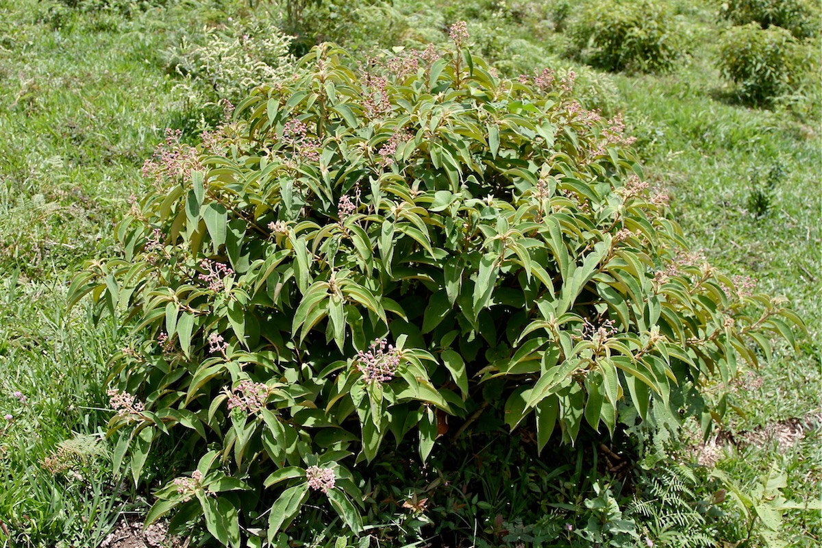 Image of Miconia xalapensis specimen.