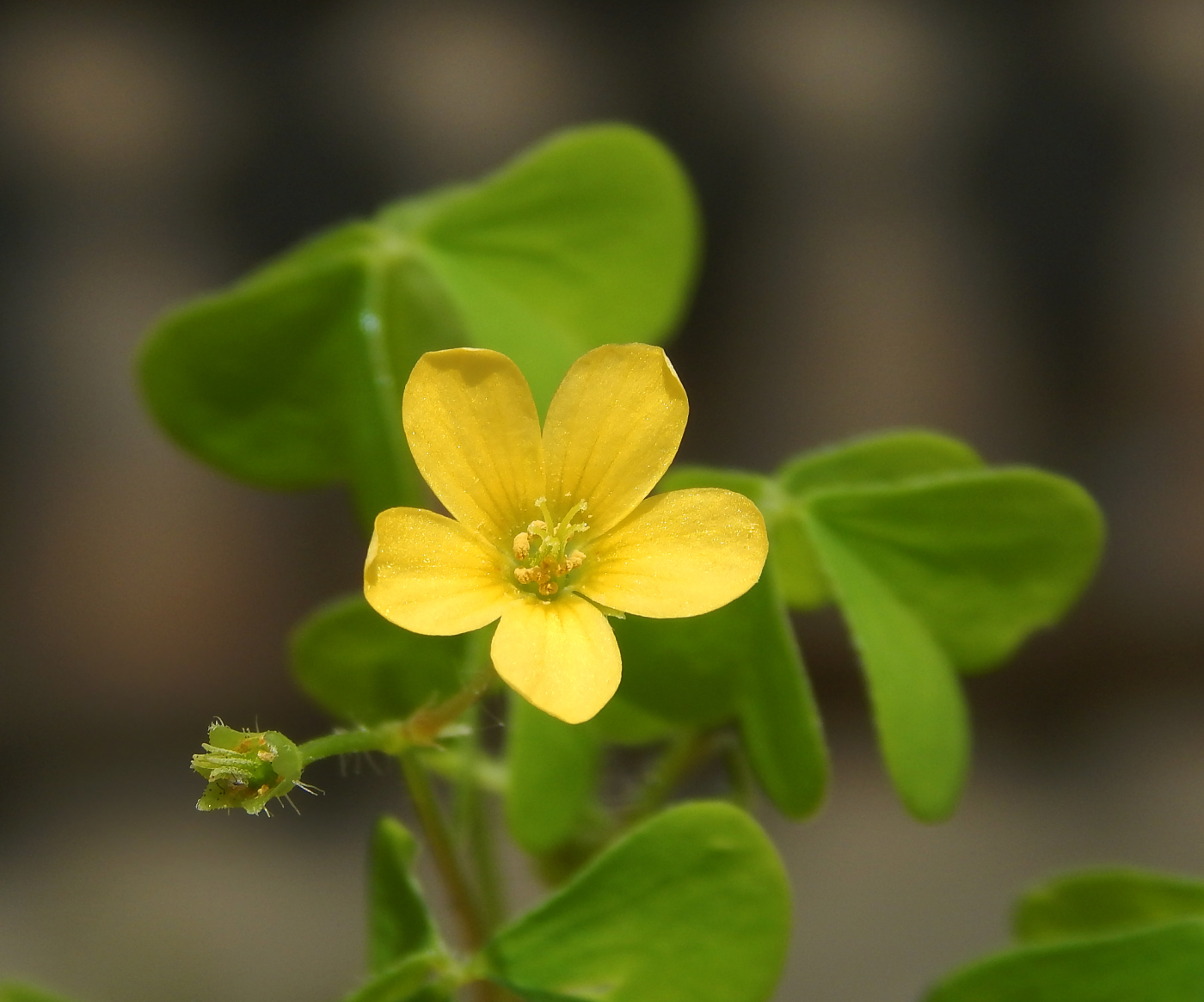 Изображение особи Oxalis stricta.