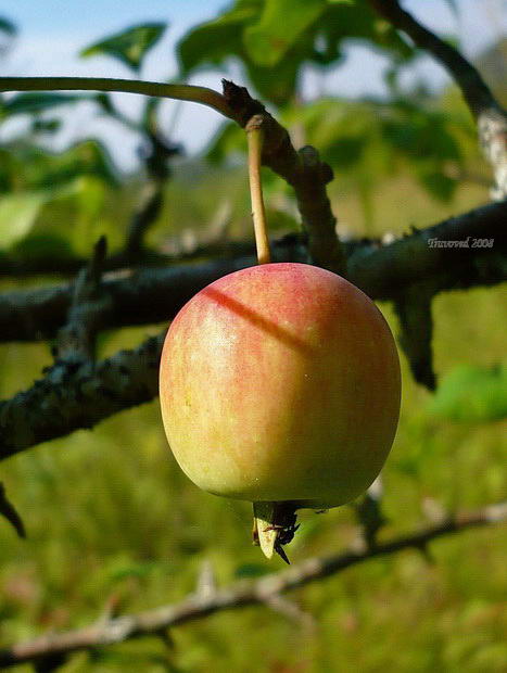 Изображение особи Malus sylvestris.