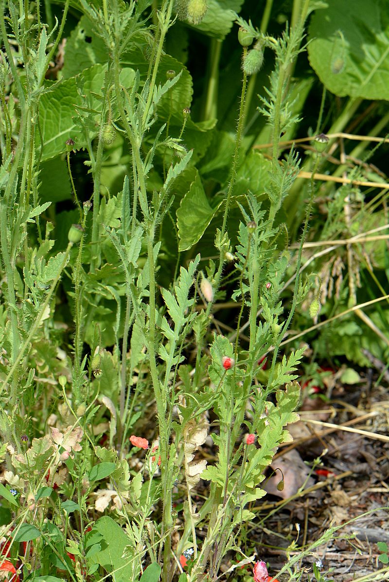 Изображение особи Papaver rhoeas.