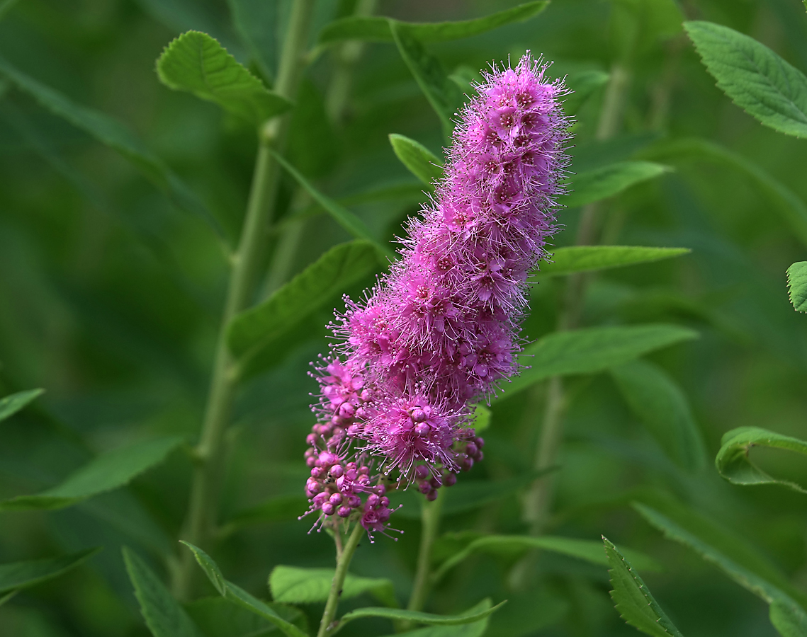 Image of Spiraea &times; billardii specimen.