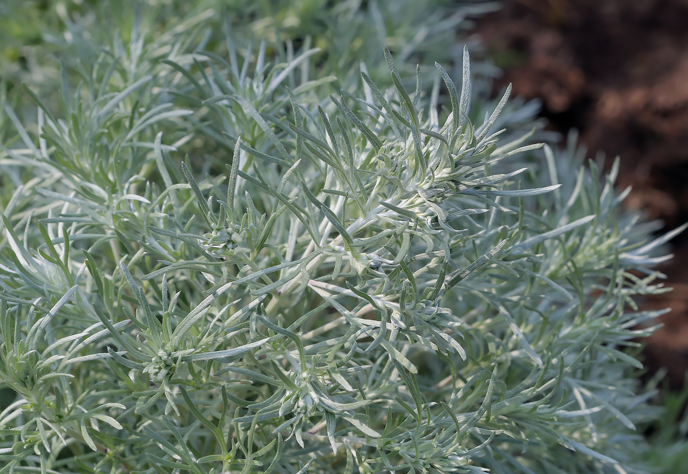 Image of genus Artemisia specimen.