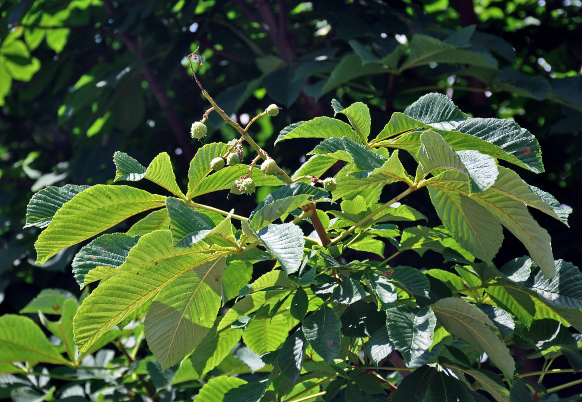 Image of Aesculus hippocastanum specimen.