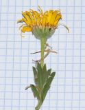 Pulicaria canariensis
