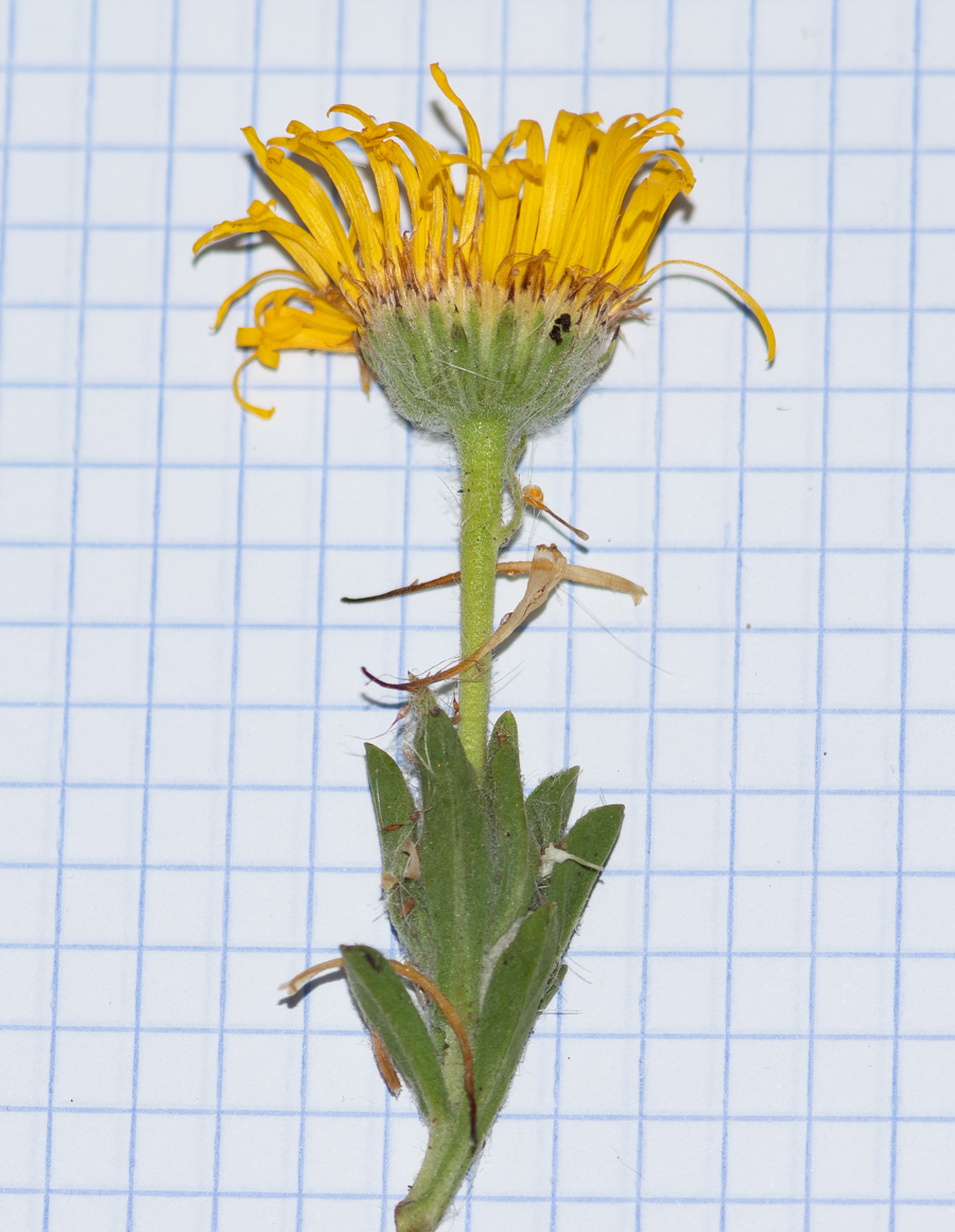 Image of Pulicaria canariensis specimen.