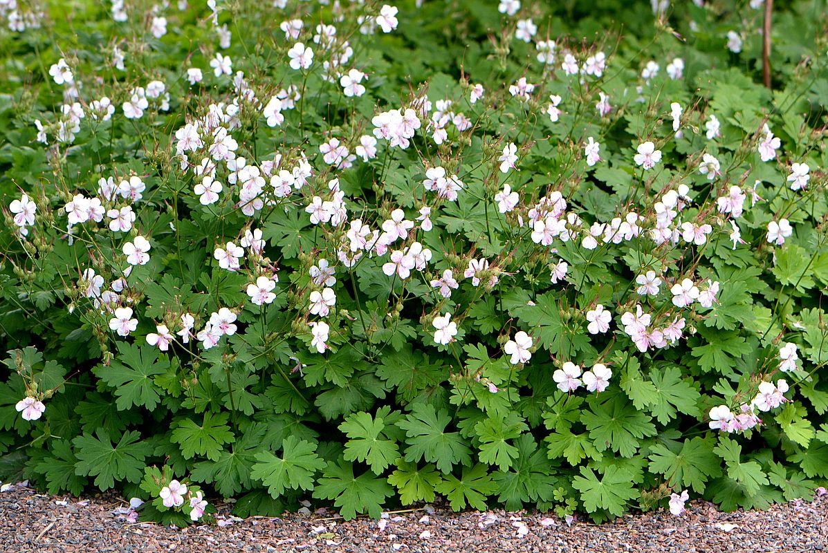 Изображение особи Geranium macrorrhizum.