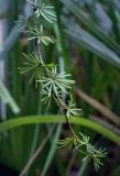 Larix sukaczewii