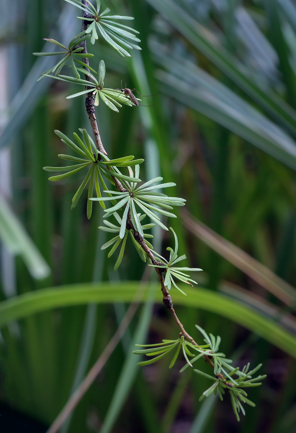 Image of Larix sukaczewii specimen.