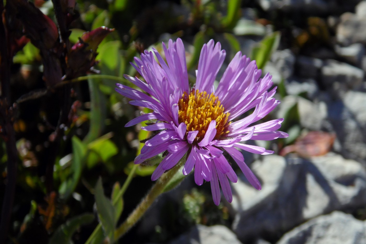 Image of Erigeron venustus specimen.