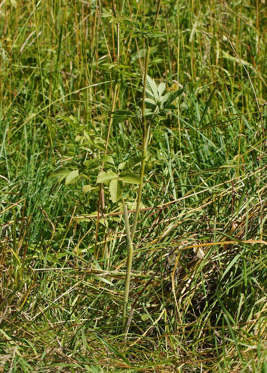 Image of Chaerophyllum aromaticum specimen.