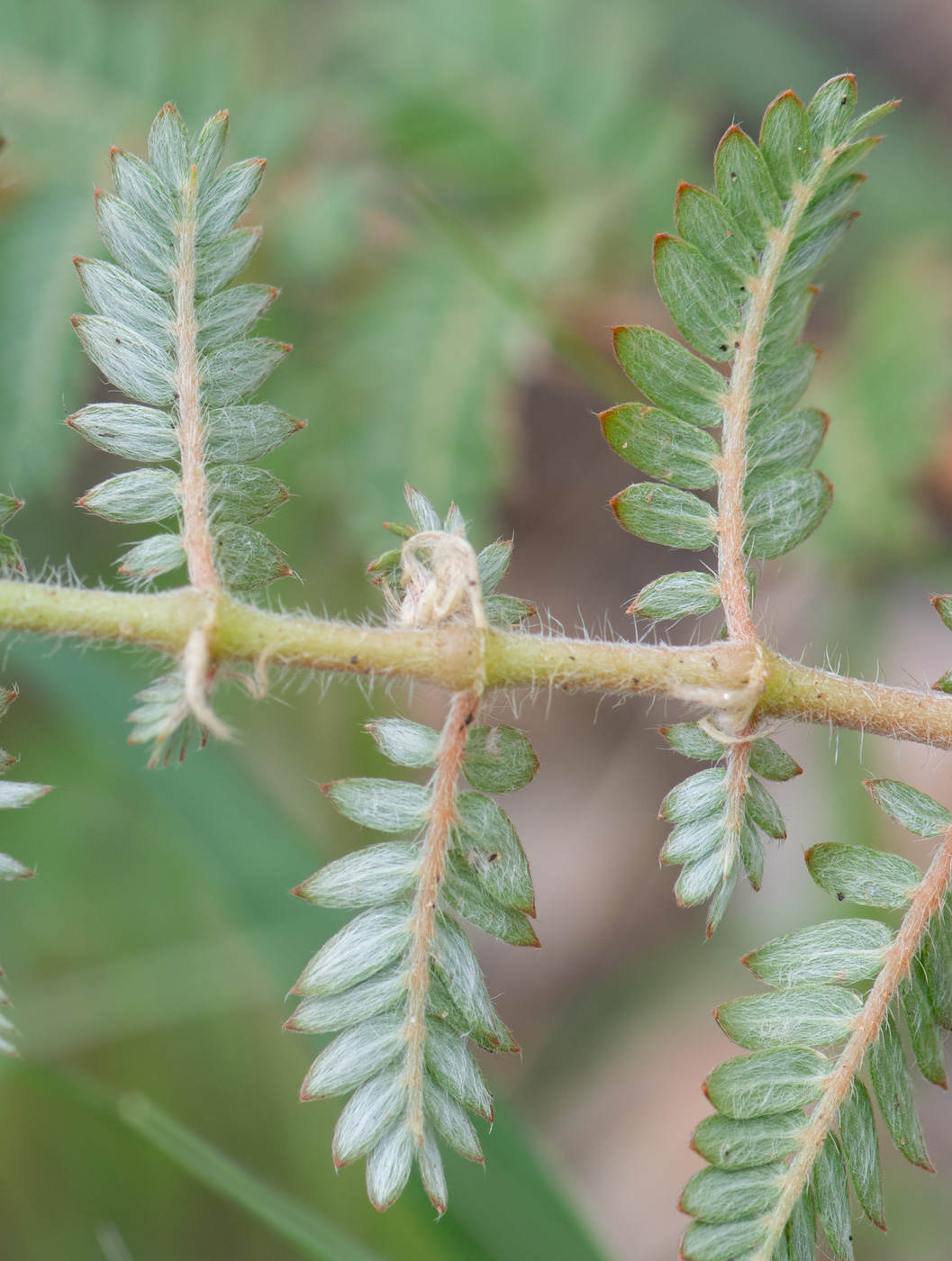 Image of Tribulus zeyheri specimen.