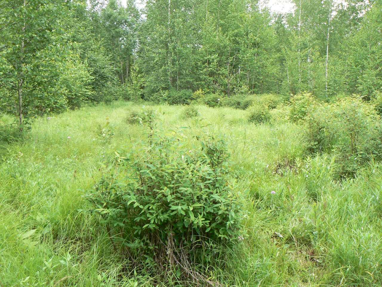 Image of Lonicera edulis specimen.