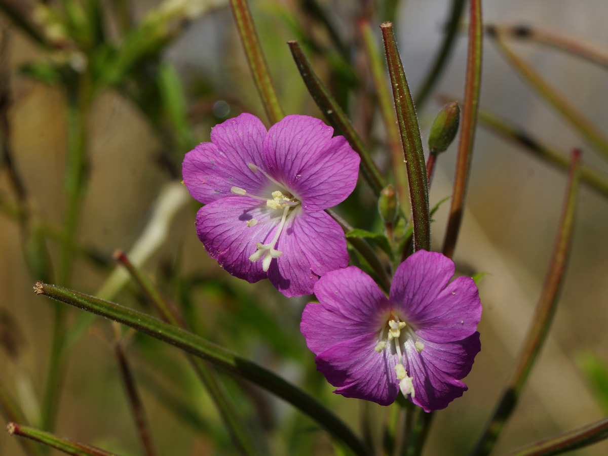 Изображение особи Epilobium hirsutum.