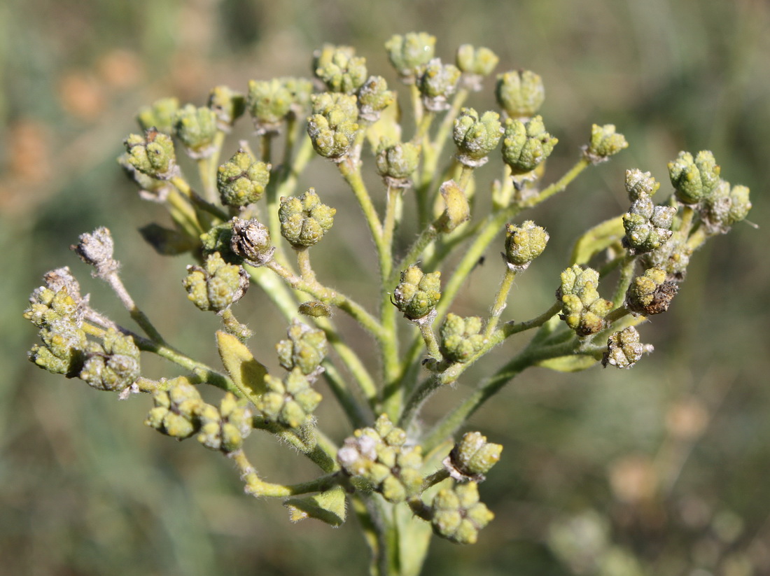 Image of Haplophyllum suaveolens specimen.