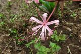 Ammocharis tinneana