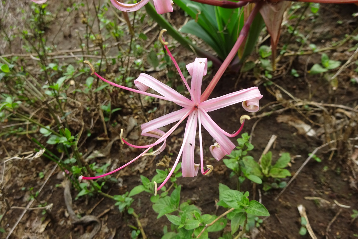 Image of Ammocharis tinneana specimen.