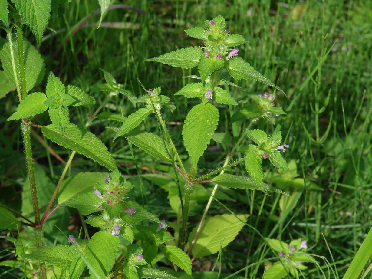 Изображение особи Galeopsis bifida.