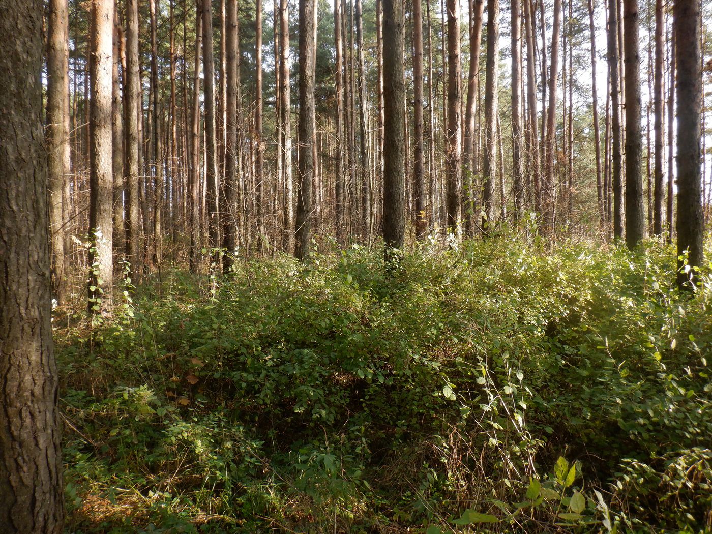 Image of Symphoricarpos albus var. laevigatus specimen.