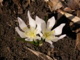 Colchicum szovitsii