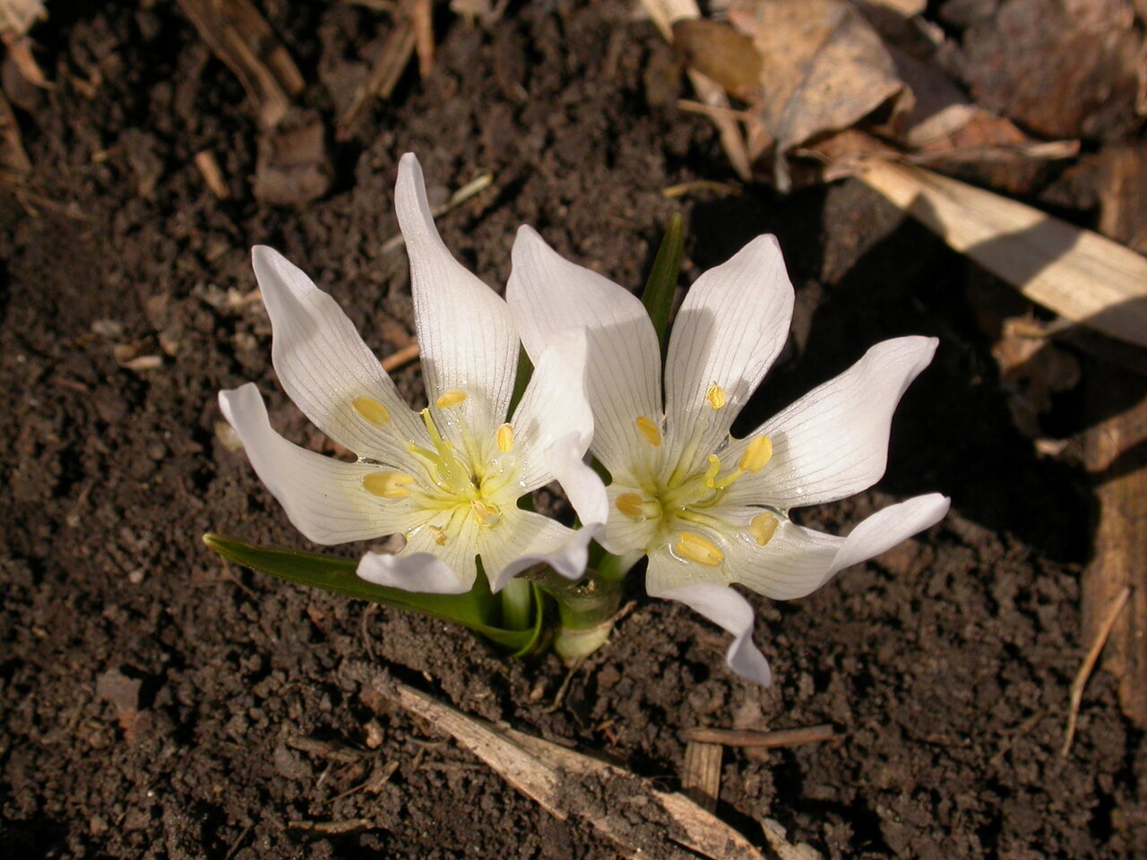 Изображение особи Colchicum szovitsii.