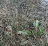 Plantago cornuti