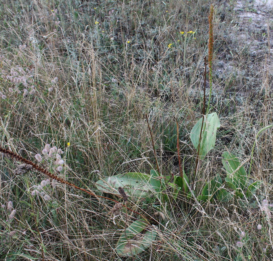 Изображение особи Plantago cornuti.