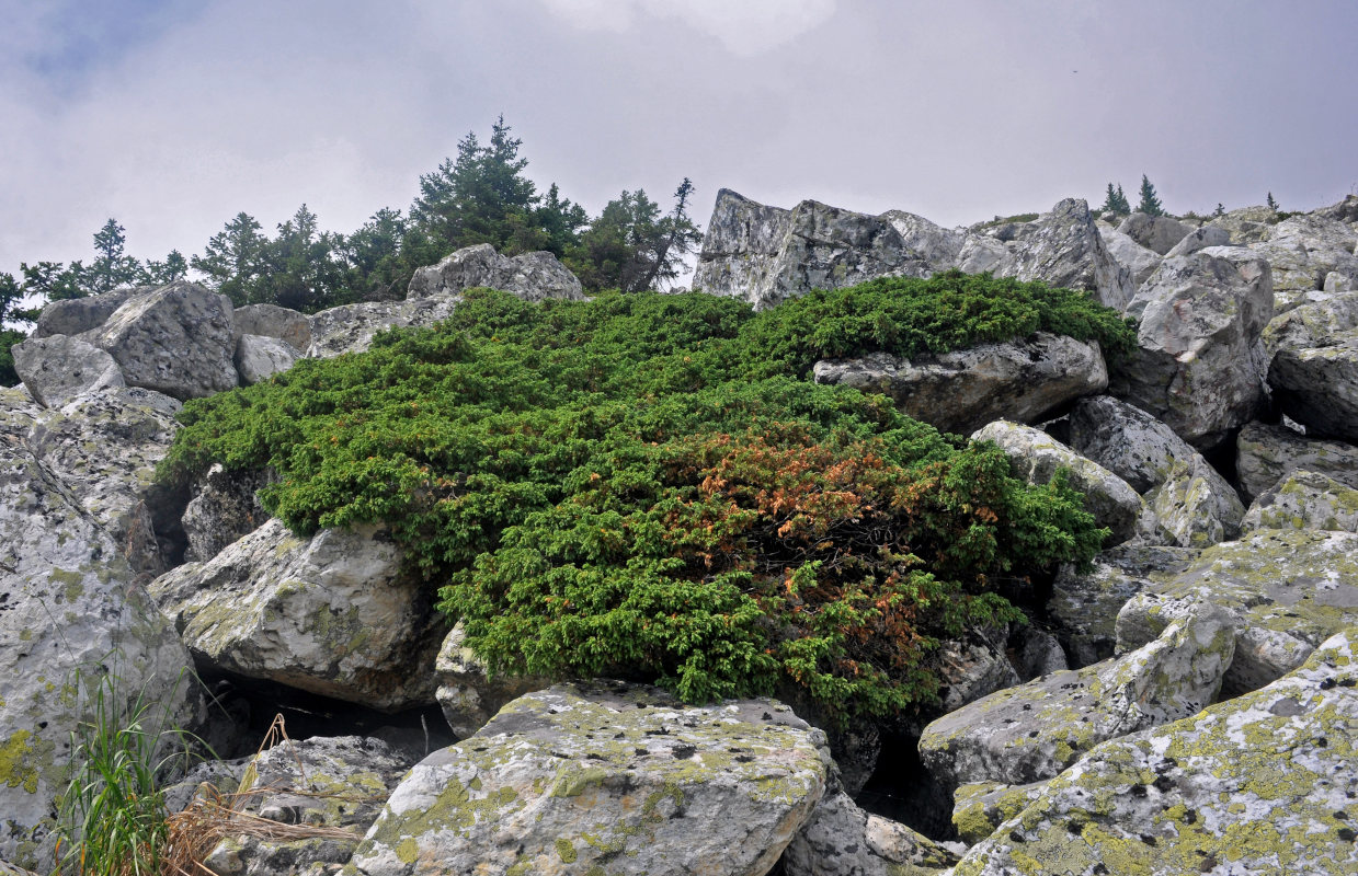 Image of Juniperus sibirica specimen.