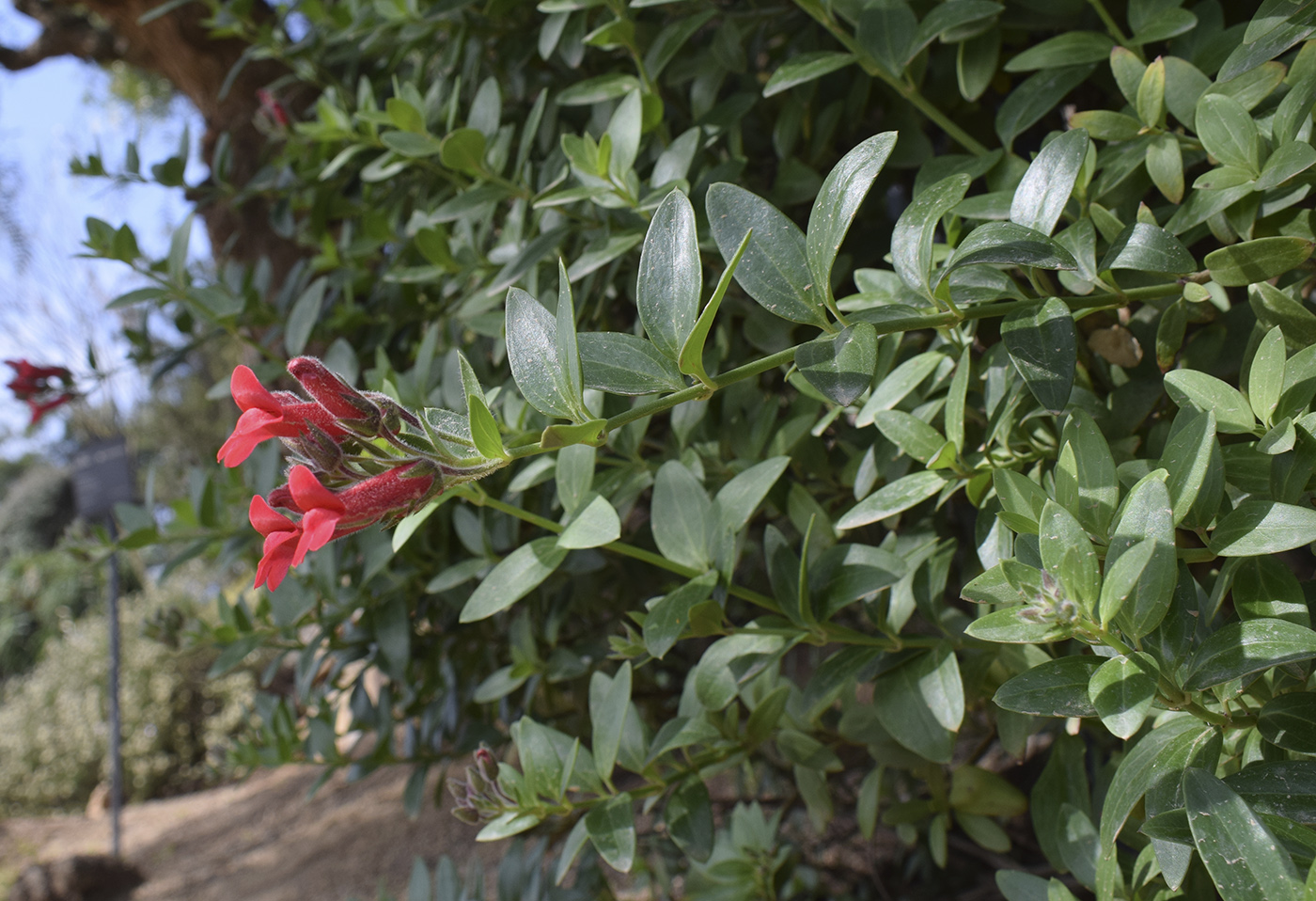 Изображение особи Gambelia speciosa.