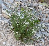 Dorycnium herbaceum. Цветущее растение. Краснодарский край, МО г. Анапа, окр. с. Сукко, окр. оз. Сукко, каменистая осыпь вдоль дороги к озеру. 10.06.2019.