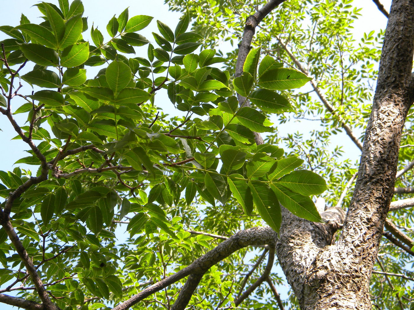 Изображение особи Phellodendron amurense.