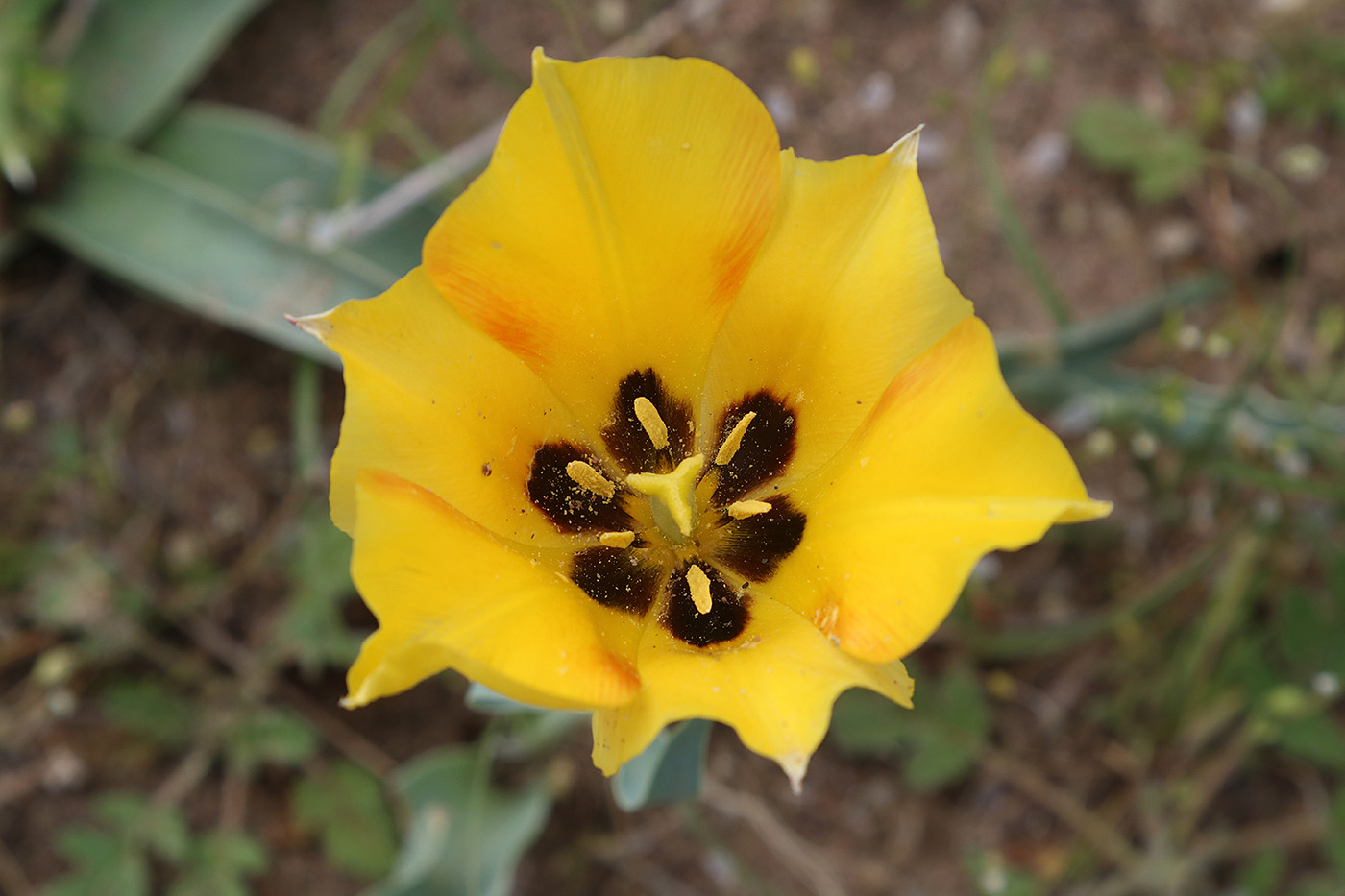 Image of Tulipa borszczowii specimen.