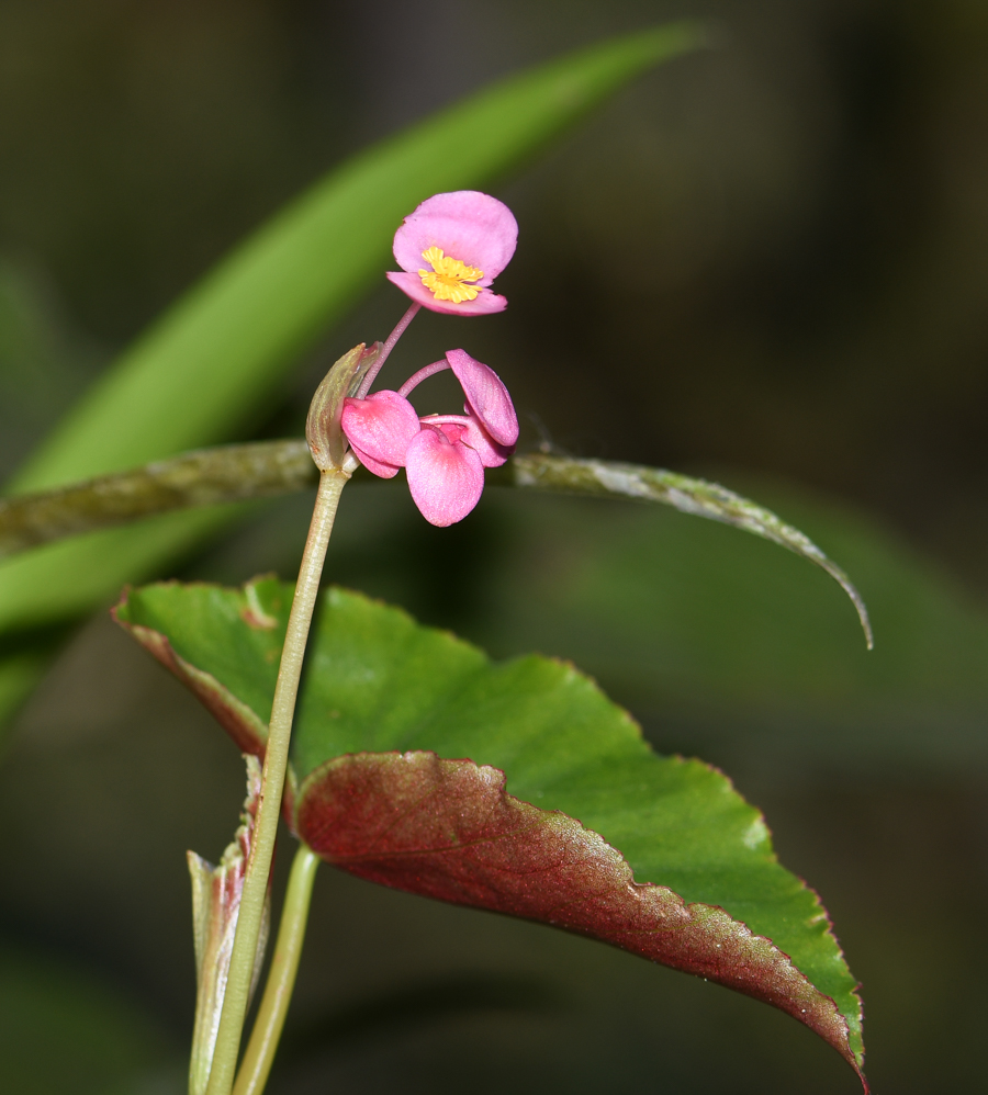 Image of genus Begonia specimen.