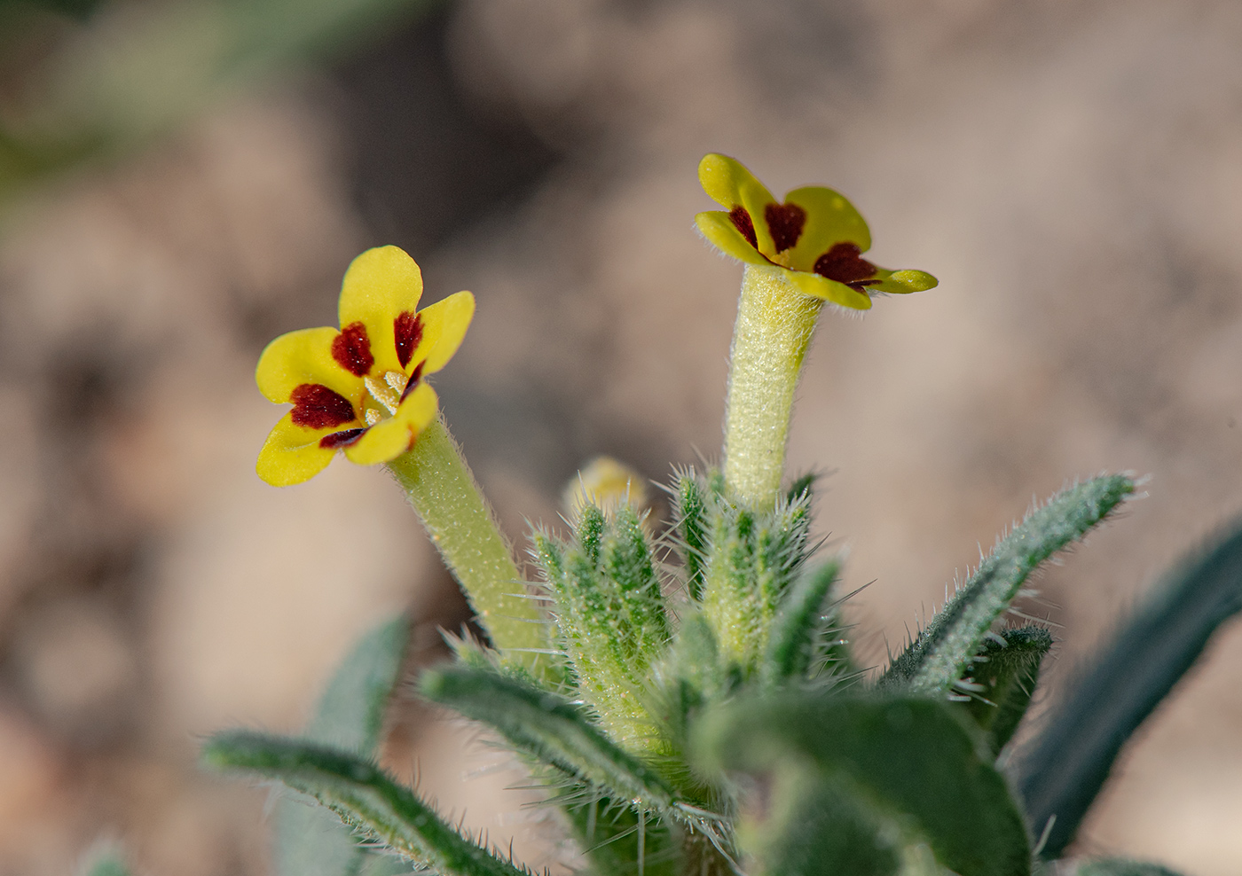 Изображение особи Arnebia decumbens.