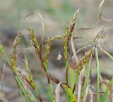 Carex digitata