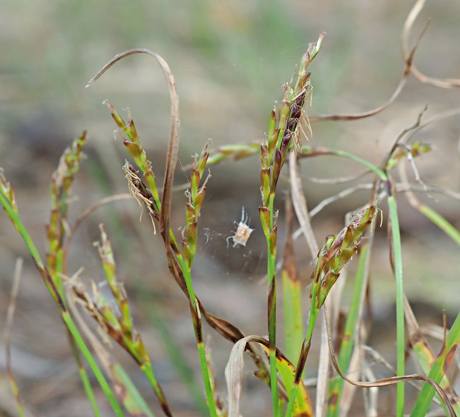 Изображение особи Carex digitata.