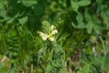 genus Pedicularis