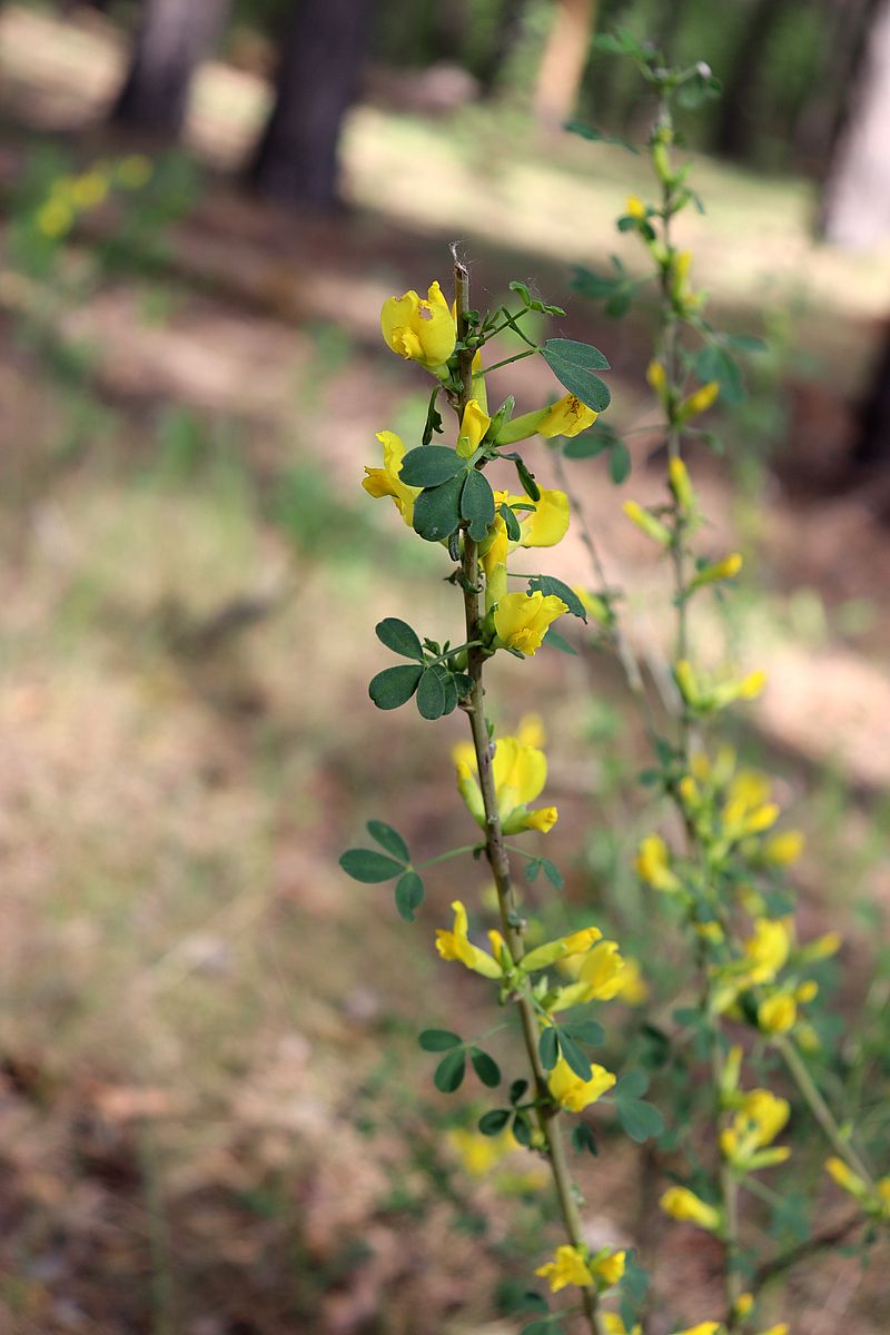 Изображение особи Chamaecytisus ruthenicus.