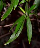 Arachnothryx leucophylla