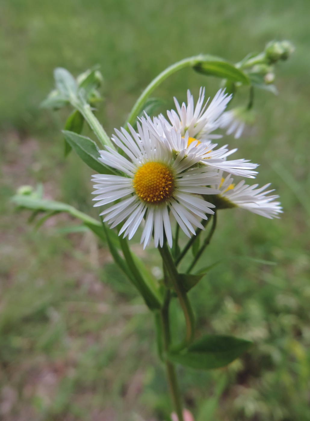 Image of Erigeron annuus specimen.