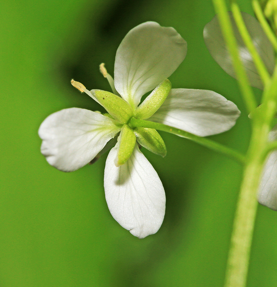 Изображение особи Cardamine macrophylla.